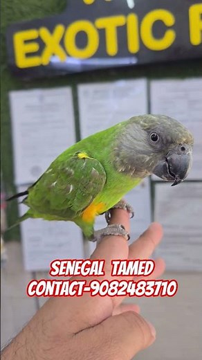 Senegal parrot tamed available at wajid exotic pets