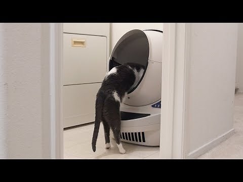 Cat Reacts to $500 Litter Box! Litter Robot III Review