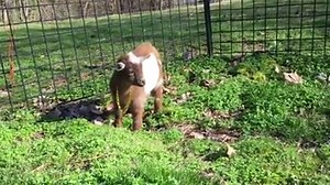 78K views · 975 shares | Fetti Winks got to meet the goat gang for the first time, it seemed awkward ...he'd rather hang out with me | Goat Life | Facebook