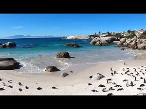 African Penguins - Boulders Beach - Cape Town - South Africa