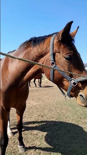 Cute kind horse 🐎 German horse breeding has a long tradition 😅
