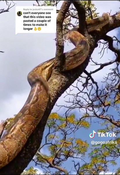 Biggest African Rock Python Ever Recorded on Camera