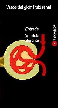 Anatomía del riñón | Nefrona | Nefrona partes y funciones | Vasos del glomérulo