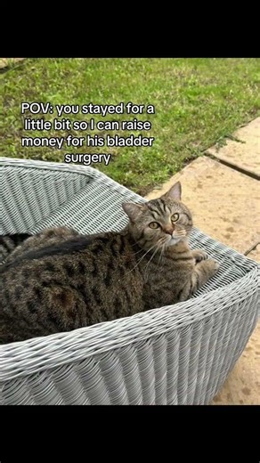 Your support could save my cat’s life today 🐾