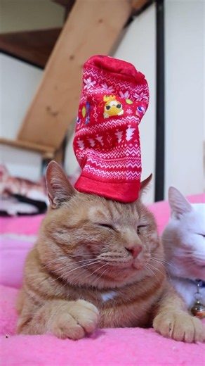 お茶犬 あたたかボトルカバー 260607 #cat #猫のせ #cute #ボトルカバー #cutecat #お茶犬 #kitty #ネコ #ねこ