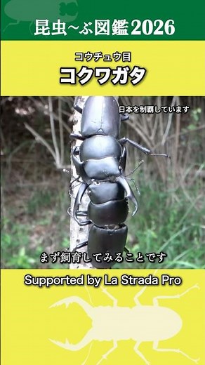 [Insect Encyclopedia 2026] The Amazing Strength of the Dorcus Rectus! Beetle Observation #asmr #4K