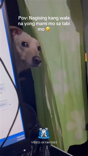 ‘JUST CHECKING’ 🐶👀 WATCH: A fur mom from Bacoor City, Cavite, drew good vibes online with a video of her two-year-old aspin, Sky, checking on her when it woke up without her on its side. Raj told the Inquirer that she usually wakes Sky when she is going to get up for work, but she decided not to that time because the fur baby was still in deep slumber. “[Nasanay po kasi siya na natutulog sa tabi namin simula baby pa po siya and mostly kapag tatayo na po ako … nagsasabi po ako sa kanya para ‘di