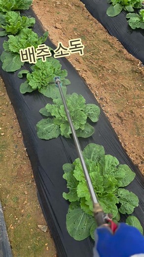 텃밭에 배추 충해와 칼슘 영양제 살포합니다!#텃밭농사 #배추재배 #농약살포 #영양제 #캴슘