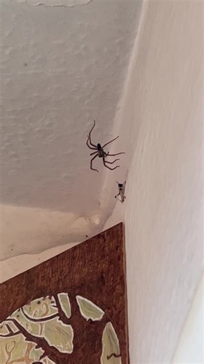 This video seems to be popular on my instagram… poor hopper thought it was free and had gained a new friend. RIP indeed.. #fyp #foryoupage #spidertok #spider #spiderfeeding #spiderfeedingvideo #locust #rip #sneakattack