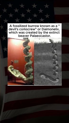 Fossilized ‘Devil’s Corkscrew’ Burrow Made by Extinct Beaver