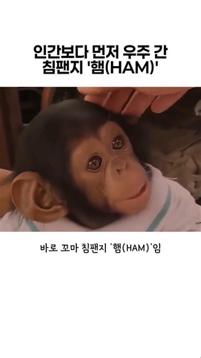 인간보다 먼저 우주 간 침팬지 '햄(HAM)'