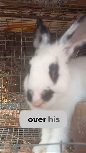 Different Types of Rabbit Breeds #poultryideas #animals #rabbit #farming