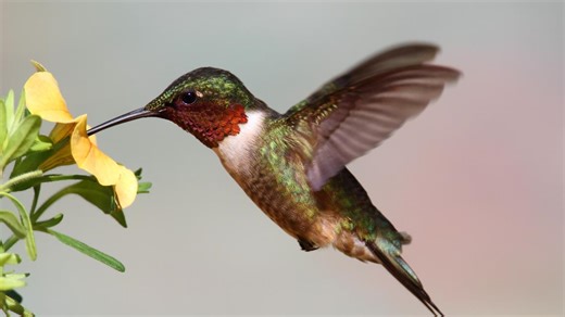 Here's how to track the hummingbird migration to WNY