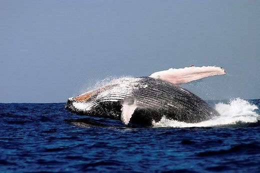 Best Whale Watching Sydney | Oz Whale Watching Cruise