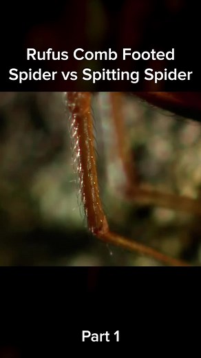 Bug Fight Club on TikTok