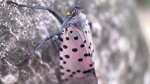 112K views · 220 reactions | Residents in some parts of western Pennsylvania are using sticky tape to trap spotted lanternflies, but experts say that could be doing more harm than good. Full story HERE >> wpxi.tv/3QHOE4O | WPXI-TV Pittsburgh | Facebook