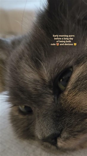 early morning purrs to begin a day of being both cute and devious (0.1.03.26) 🙈