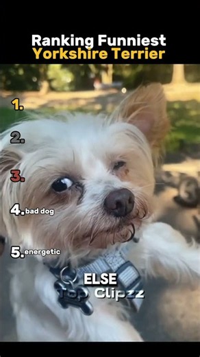 Ranking Funniest Yorkshire Terrier Moments #yorkshire #dog #shorts