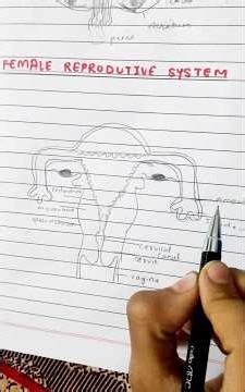 Female reproductive system #reproductivesystem#easydiagram#reproduction#humanreproductionclass12