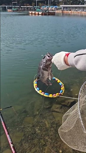 어망에 우럭은 이렇게 ㅋㅋ #낚시 #바다낚시터 #바다낚시 #fishing #도시어부 #어심바다낚시터
