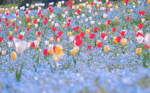 “我会在鲜花绽放的地方说爱你”