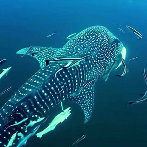 Swimming with Whale Shark 🐋😱 | Weird World