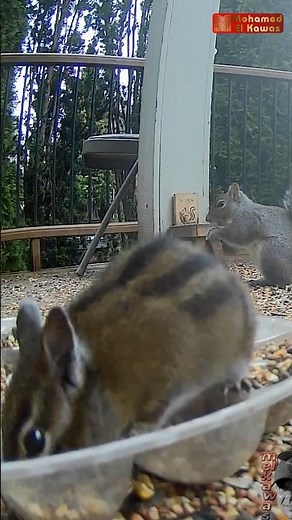 Chipmunk vs Squirrel 🐿️ Can you spot the difference?