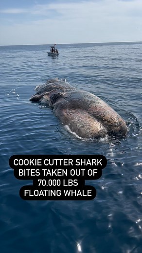 Ben Friedman on Instagram: "Cookie cutter shark bites taken out of this GIANT 44 foot long floating whale that passed away by Tampa, Florida"