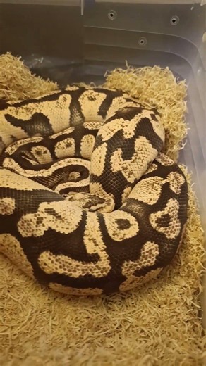 Still in Shed 👀🐍 Firefly 66% Het Clown Waiting for Her Glow-Up!