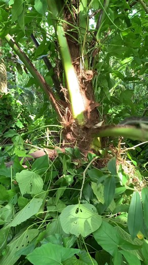 Achieving Dreams with the Live Incentive Program