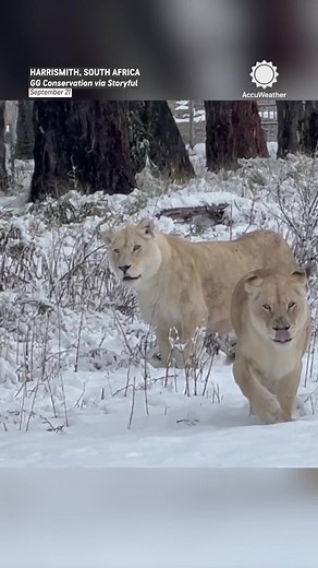 AccuWeather on Instagram: "There's something you don't see often: lions in South Africa enjoying a rare springtime snow! 🌨️🦁⁣ ⁣ #lions #southafrica #spring #snow #weather #animals #nature"