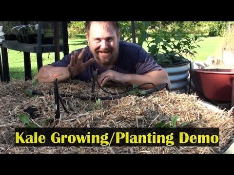 Growing Kale Planting Demo in a Raised Garden Bed