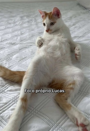 Gato Laranja do Açucena: Lucas e a Família do Osmarzinho