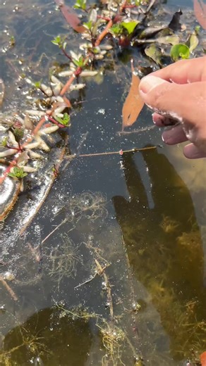 This Video Show How To Catching Betta Fish In Lake | catching fish