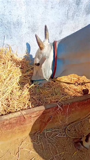 jodu edla joru meedha #song#trendingsong