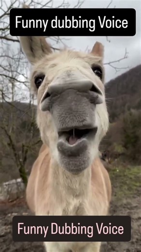 Donkey Funny Mind Voice 🤣 #viralvideos #funny #comedyvideos #comedy #animallife #funnyanimals