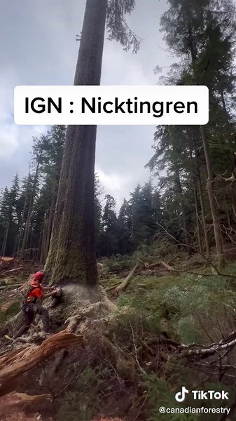 Sick video Nick made showing his day to day basis as a north coast Faller, the prep they have for the heli pad. To falling huge trees and planning it. - Sharing Canada’s Great Woods & Equipment - Follow Him on Instagram : @Nicktingren #CanadaLogging #CanadianLogging #BCLogging #Logging #BcFallers #NorthCoast #BritishColumbia #Logger #LoggerLife #ForestryEquipment #LoggingEquipment #Helicopter #HelicopterPilot #HelicopterPad