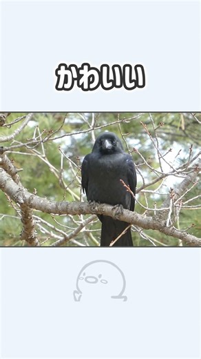 【野鳥観察、コンデジで野鳥撮影】ハシブトガラス(Jungle Crow) かわいい #shorts #コンデジ #野鳥 #birds