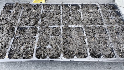 Watch Monarch Butterfly Seeds Review on Amazon Live