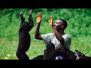 The True Love Between the Chimpanzee Monkey and Human