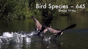 20K views · 2K reactions | RUSSIA!  | Beautiful Russia | Facebook