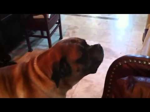 Mastiff barking