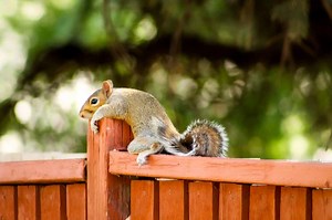 Do Squirrels Mate for Life?