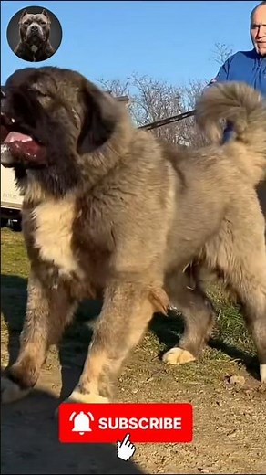 Amazing Mixed Dog Transformations 🐾💥 | From Cute Pups to Massive Giants! #MegaMutts