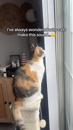 Understanding the Unique Sounds of Cats