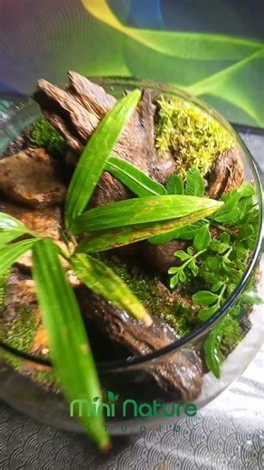 My First Terrarium Design– Step-by-Step Mini nature 🌱✨ #aquascape #terrarium #asmr #aquarium