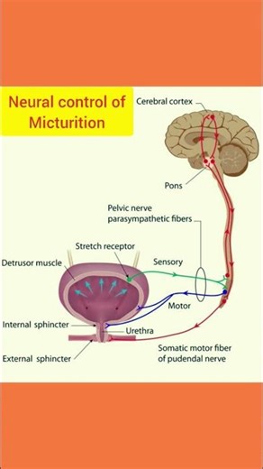 process of Micturition # Nerve control of urination