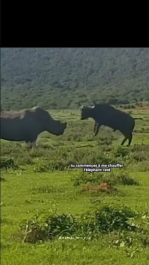 Un Rhinocéros et un Buffle font la bagarre #nature #animaux #buffle #rhinoceros