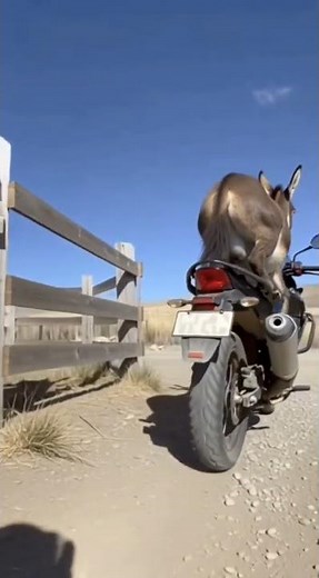 Donkey Riding an R-15 Bike?! Unbelievable Stunt! #viralvideo