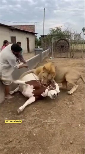 Lion Pounces on Cow in Village Yard, Family Tries Rescue